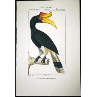 Antique Print by Pierre Antoine Prêtre – Rhinoceros Hornbill (Buceros rhinoceros)