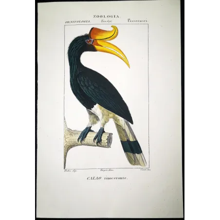 Antique Print by Pierre Antoine Prêtre – Rhinoceros Hornbill (Buceros rhinoceros)