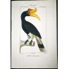Rhinoceros Hornbill (*Buceros rhinoceros*) Calao rinoceronte  Original hand-colored engraving by Prêtre (c.1835)