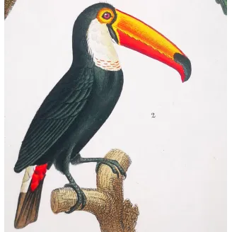 Antique Print by Pierre Antoine Prêtre – Toco Toucan  Aracari (Ramphastos toco)