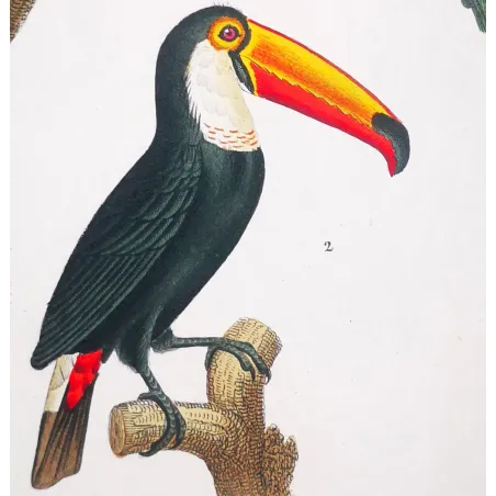 Antique Print by Pierre Antoine Prêtre – Toco Toucan  Aracari (Ramphastos toco)