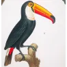 Toco Toucan  Aracari (*Ramphastos toco*) - Chestnut-eared aracari (*Pteroglossus castanotis*) Original engraving Prêtre (c.1835)