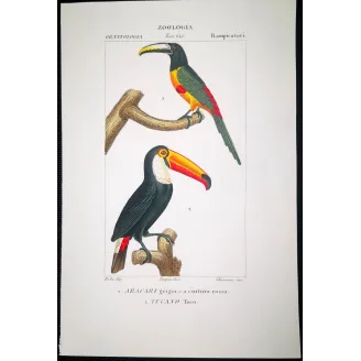 Antique Print by Pierre Antoine Prêtre – Toco Toucan  Aracari (Ramphastos toco)