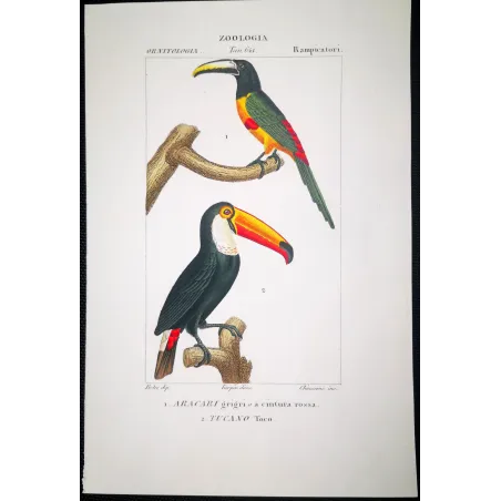 Antique Print by Pierre Antoine Prêtre – Toco Toucan  Aracari (Ramphastos toco)