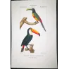 Toco Toucan  Aracari (*Ramphastos toco*) - Chestnut-eared aracari (*Pteroglossus castanotis*) Original engraving Prêtre (c.1835)