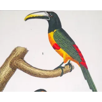 Antique Print by Pierre Antoine Prêtre – Toco Toucan  Aracari (Ramphastos toco)