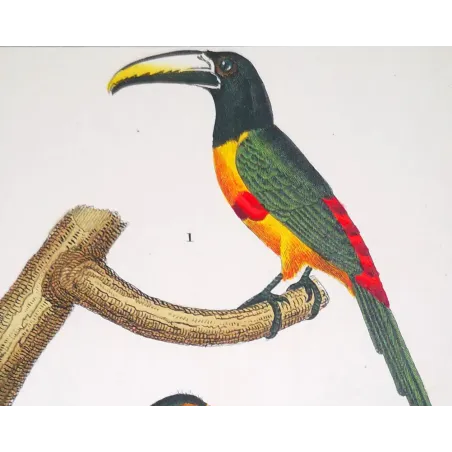 Antique Print by Pierre Antoine Prêtre – Toco Toucan  Aracari (Ramphastos toco)
