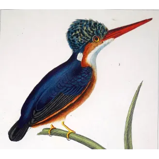 Antique Bird Engraving – Pierre Antoine Prêtre – Crested kingfisher
