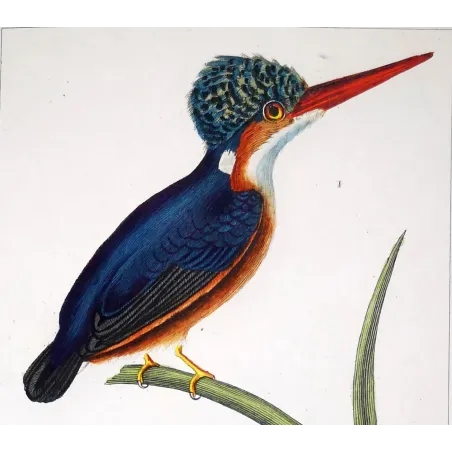 Antique Bird Engraving – Pierre Antoine Prêtre – Crested kingfisher