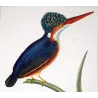 Crested kingfisher (*Megaceryle lugubris*) and  Australian (*Todiramphus sanctus*) hand-colengraving by Prêtre (c.1835)