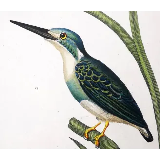 Antique Bird Engraving – Pierre Antoine Prêtre – Crested kingfisher