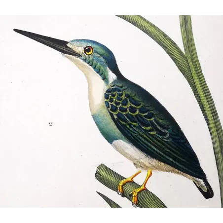Antique Bird Engraving – Pierre Antoine Prêtre – Crested kingfisher