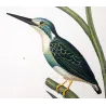 Crested kingfisher (*Megaceryle lugubris*) and  Australian (*Todiramphus sanctus*) hand-colengraving by Prêtre (c.1835)