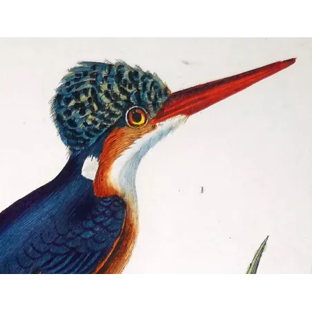 Antique Bird Engraving – Pierre Antoine Prêtre – Crested kingfisher