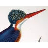 Crested kingfisher (*Megaceryle lugubris*) and  Australian (*Todiramphus sanctus*) hand-colengraving by Prêtre (c.1835)