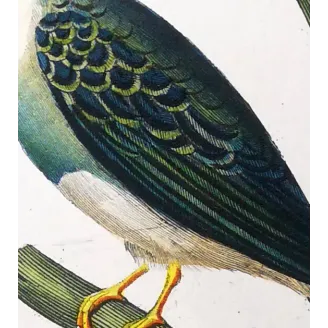 Antique Bird Engraving – Pierre Antoine Prêtre – Crested kingfisher