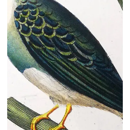 Antique Bird Engraving – Pierre Antoine Prêtre – Crested kingfisher
