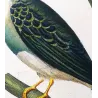 Crested kingfisher (*Megaceryle lugubris*) and  Australian (*Todiramphus sanctus*) hand-colengraving by Prêtre (c.1835)