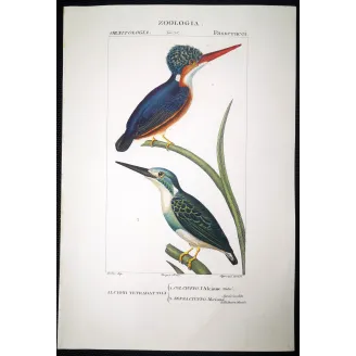 Antique Bird Engraving – Pierre Antoine Prêtre – Crested kingfisher
