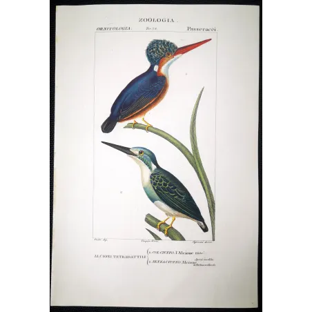 Antique Bird Engraving – Pierre Antoine Prêtre – Crested kingfisher