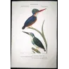 Crested kingfisher (*Megaceryle lugubris*) and  Australian (*Todiramphus sanctus*) hand-colengraving by Prêtre (c.1835)