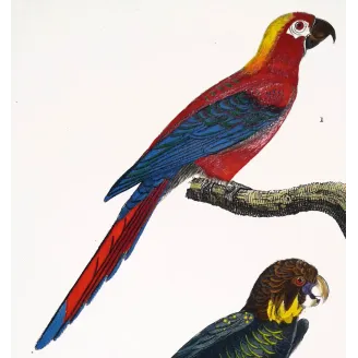 Antique Bird Engraving – Pierre Antoine Prêtre – Ara tricolore and Banks' Cockatoo - Original hand-colored engraving by Prêtre