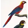 Ara tricolore and Banks' Cockatoo - Original hand-colored engraving by Prêtre (c.1835)