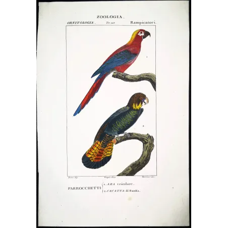 Antique Bird Engraving – Pierre Antoine Prêtre – Ara tricolore and Banks' Cockatoo - Original hand-colored engraving by Prêtre