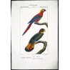 Ara tricolore and Banks' Cockatoo - Original hand-colored engraving by Prêtre (c.1835)
