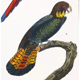 Antique Bird Engraving – Pierre Antoine Prêtre – Ara tricolore and Banks' Cockatoo - Original hand-colored engraving by Prêtre