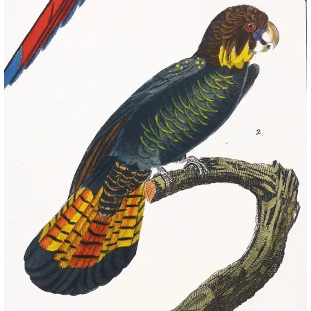 Antique Bird Engraving – Pierre Antoine Prêtre – Ara tricolore and Banks' Cockatoo - Original hand-colored engraving by Prêtre