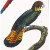 Ara tricolore and Banks' Cockatoo - Original hand-colored engraving by Prêtre (c.1835)