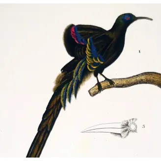 Promerops & Common Hoopoe – Prêtre Gold-Enhanced Engraving