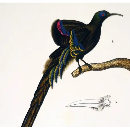 Promerops & Common Hoopoe – Prêtre Gold-Enhanced Engraving