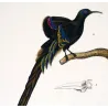 Promerops (Bird of Paradise type) & Common Hoopoe (Upupa epops) – Original Hand-Colored Engraving by Prêtre, c.1835