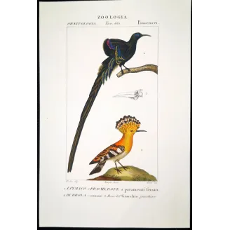 Promerops & Common Hoopoe – Prêtre Gold-Enhanced Engraving