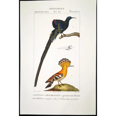Promerops & Common Hoopoe – Prêtre Gold-Enhanced Engraving