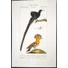 Promerops (Bird of Paradise type) & Common Hoopoe (Upupa epops) – Original Hand-Colored Engraving by Prêtre, c.1835