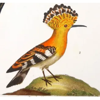 Promerops & Common Hoopoe – Prêtre Gold-Enhanced Engraving
