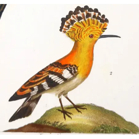 Promerops & Common Hoopoe – Prêtre Gold-Enhanced Engraving