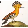 Promerops (Bird of Paradise type) & Common Hoopoe (Upupa epops) – Original Hand-Colored Engraving by Prêtre, c.1835