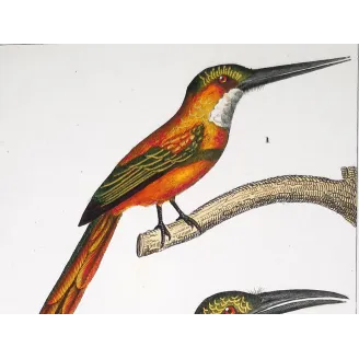 Gold-Enhanced Jacamars – Prêtre Antique Engraving