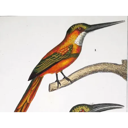 Gold-Enhanced Jacamars – Prêtre Antique Engraving