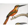 Green-tailed Jacamar Birds (*Galbula jacamarici*) Original hand-colored engraving by Prêtre (c.1835)