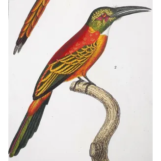 Gold-Enhanced Jacamars – Prêtre Antique Engraving