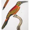 Green-tailed Jacamar Birds (*Galbula jacamarici*) Original hand-colored engraving by Prêtre (c.1835)
