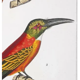 Gold-Enhanced Jacamars – Prêtre Antique Engraving
