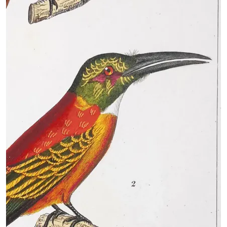 Gold-Enhanced Jacamars – Prêtre Antique Engraving