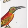 Green-tailed Jacamar Birds (*Galbula jacamarici*) Original hand-colored engraving by Prêtre (c.1835)