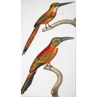 Gold-Enhanced Jacamars – Prêtre Antique Engraving